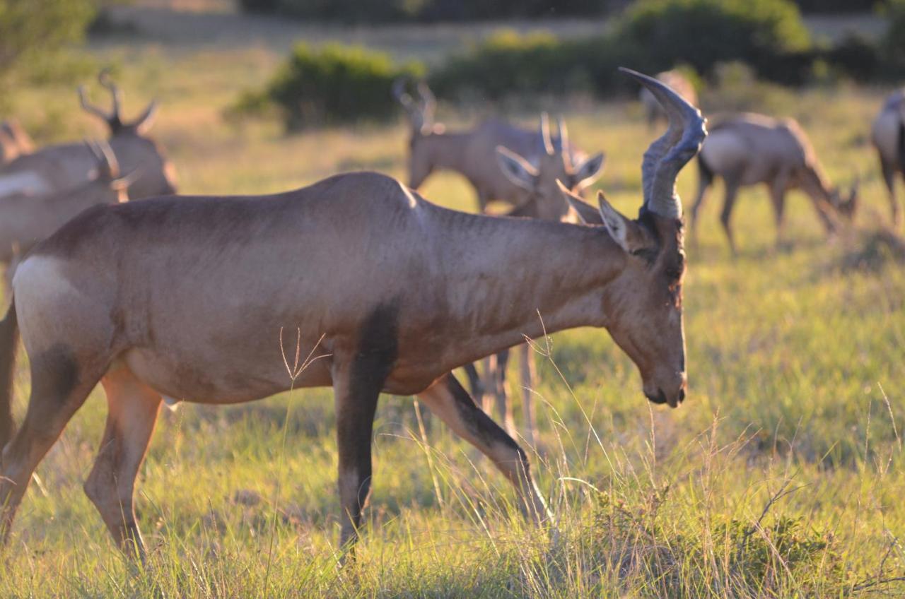 Lalibela Game Reserve Lentaba Safari Lodge Paterson