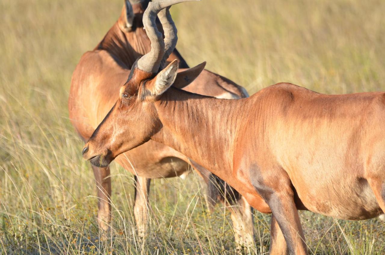 Lalibela Game Reserve Lentaba Safari *
