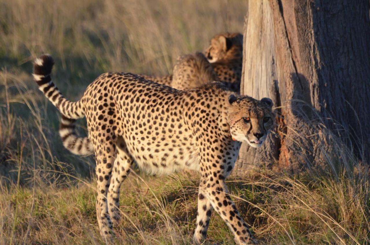 Lalibela Game Reserve Lentaba Safari * Paterson